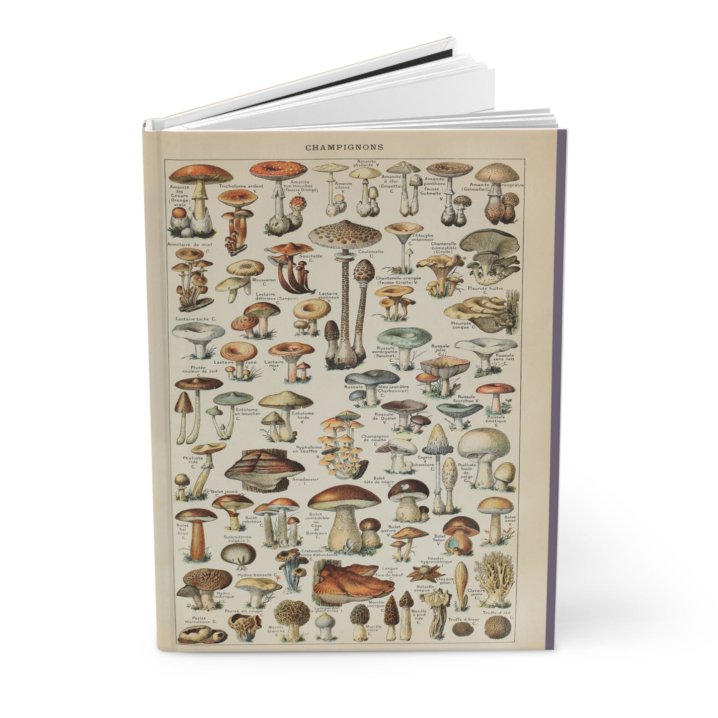 Vintage Mushroom Journal