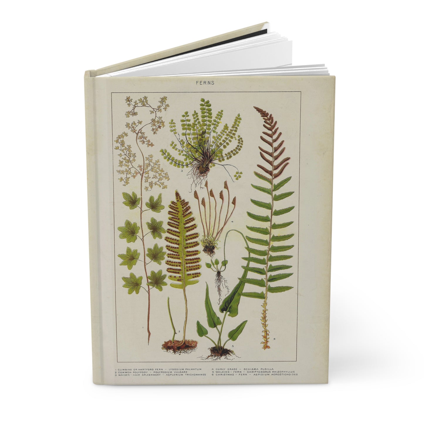 Fern Journal, Botanical Notebook, Nature Diary, Greenery Planner, Plant Lover Gift, Hardcover Journal