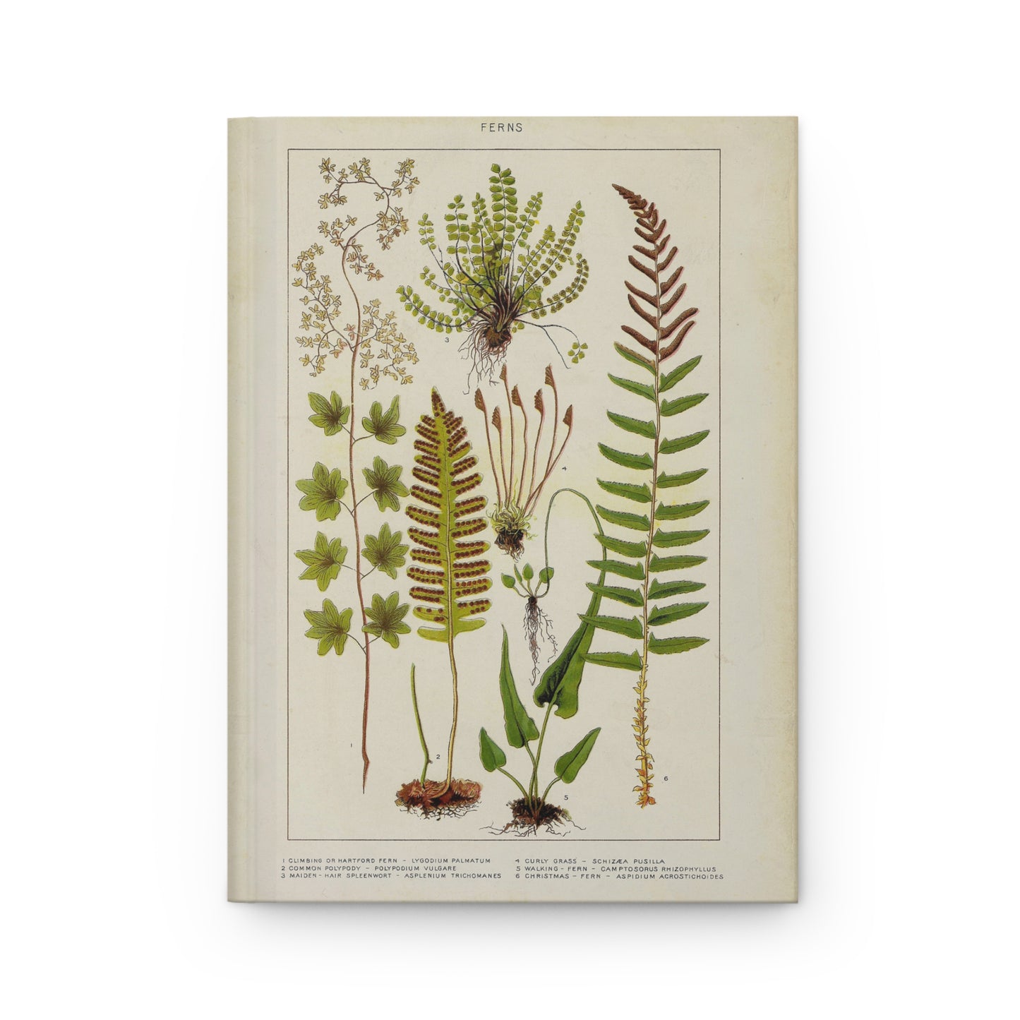 Fern Journal, Botanical Notebook, Nature Diary, Greenery Planner, Plant Lover Gift, Hardcover Journal