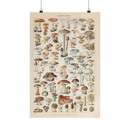 Vintage Mushroom Wall Art Matte Vertical Posters - Retro Kitchen Decor, Farmhouse Prints, Rustic Home Wall Hanging, Mushroom Art Prints,