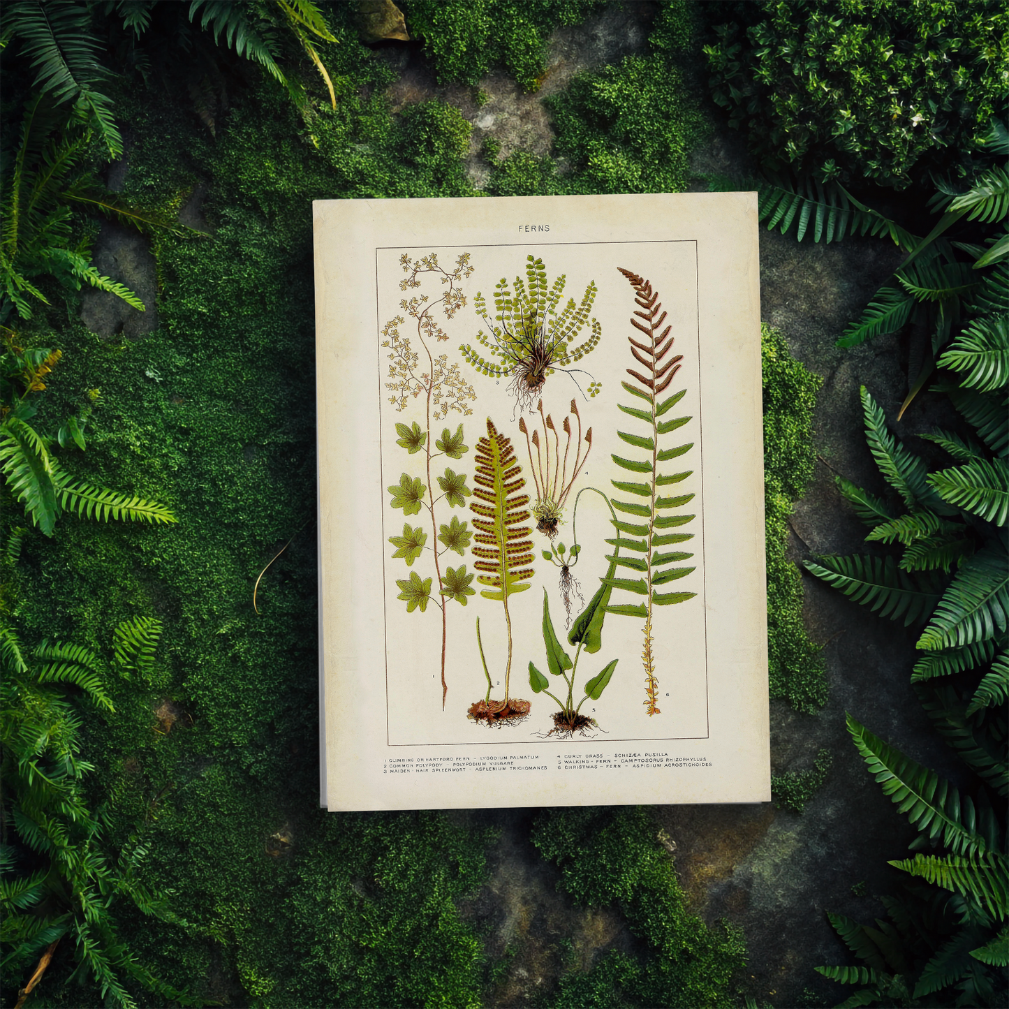 Fern Journal, Botanical Notebook, Nature Diary, Greenery Planner, Plant Lover Gift, Hardcover Journal