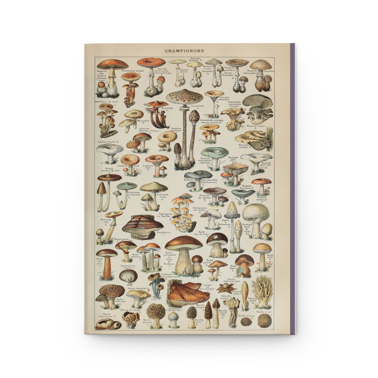Vintage Mushroom Journal